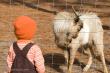 Trey talks to a goat