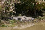 \"Big Fat Alligator\" as Trey described it