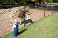 Trey was a big fan of the llamas and emus