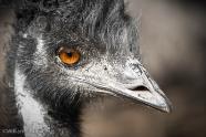 Portrait of an emu