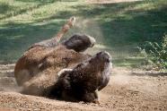 A bison rolls around in the dirt