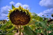 A sunflower wilts on its last leg