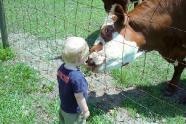 This cow was quite infatuated with Trey.